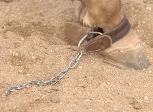 Al Dunning Kick Chain